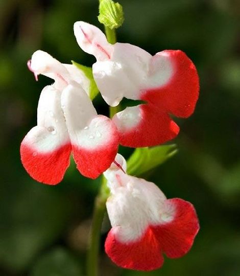 Salvia microphylla 'Hot Lips'